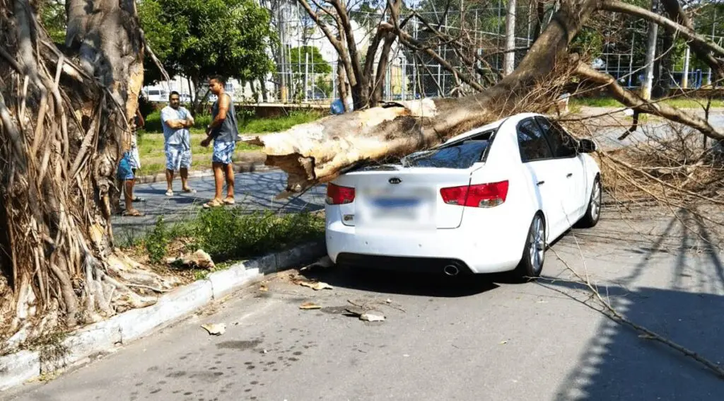 Árvore morta cai em cima de veículo e deixa motorista no prejuízo