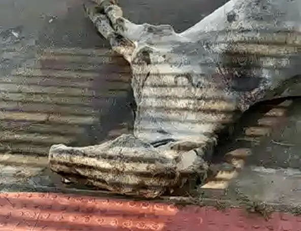 Animal de tração é encontrado morto na rua com sinais de maus tratos na Serra