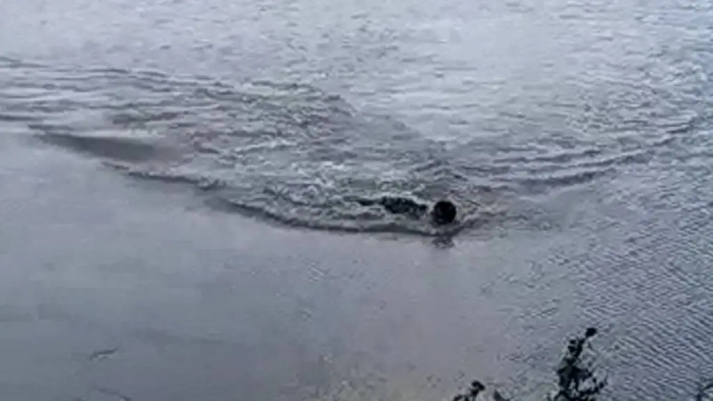 Homem entra em lago proibido para banho e toma mordida de jacaré em Mato Grosso do Sul