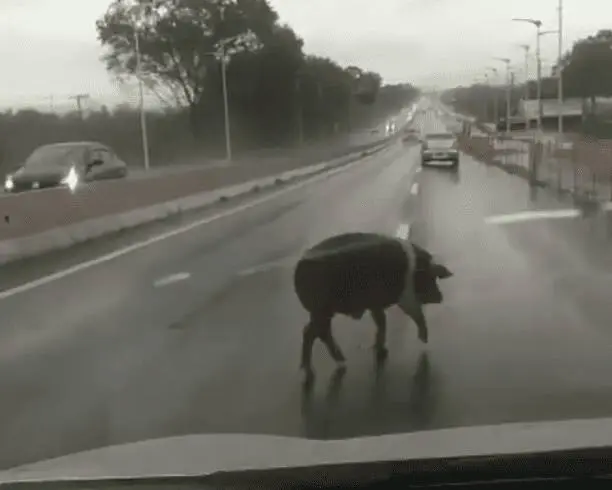 Perigo no trânsito, animais de grande porte flagrados soltos em vias da Serra