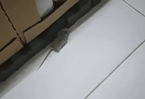 Consumidor flagra um rato fazendo compras na Serra, após lei dar direito de fotografar e filmar dentro de mercados