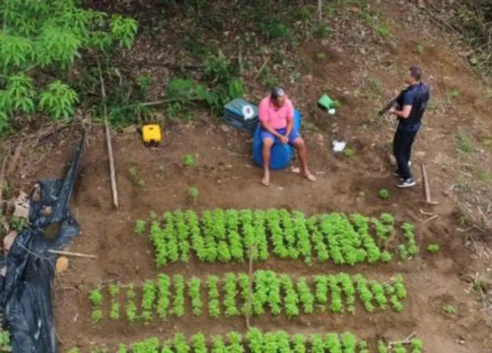 Após denúncia anônima, Denarc descobre plantação com cerca de mil pés de maconha em Viana