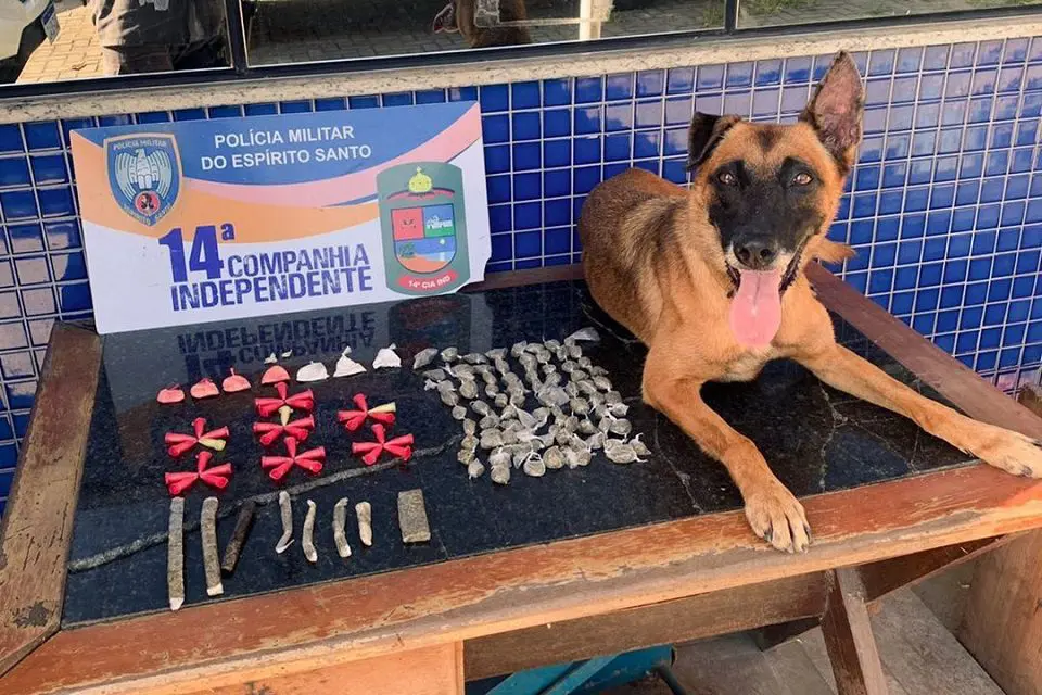 K9 May dando prejuízo ao tráfico no bairro Parque Jacaraípe