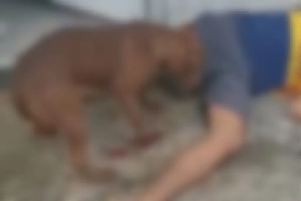 Cão também é baleado ao tentar proteger dono durante assassinato em Serra Dourada III