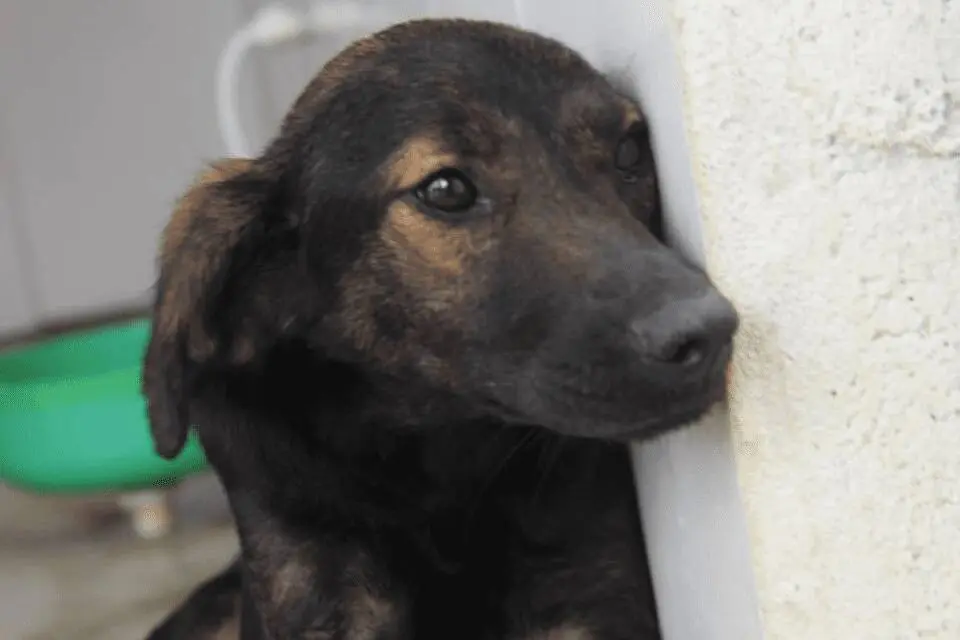 Prefeitura da Serra realizará primeira feira de adoção de cães resgatados pelo Projeto ARCA