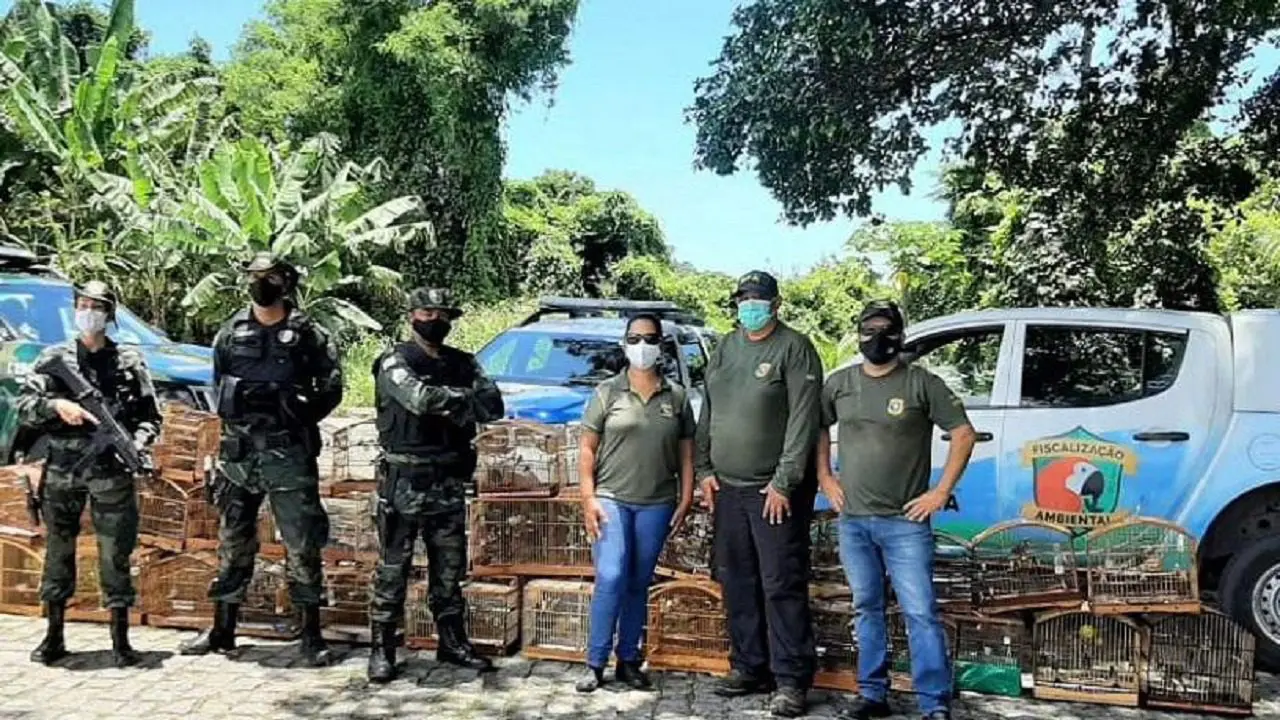 Fiscalização Ambiental detona competição de passarinhos em Nova Carapina II