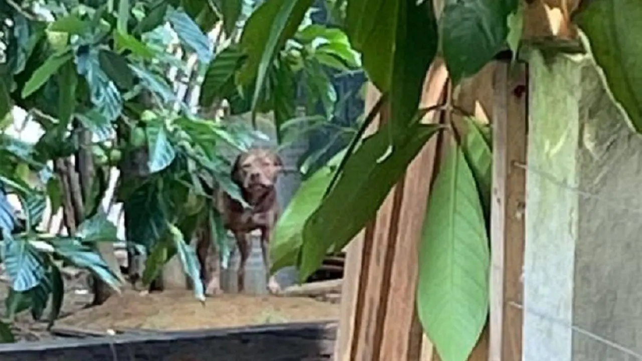 Viraliza caso de suposto ladrão que pulou muro de chácara e foi morto por dois Pit Bulls em Cariacica