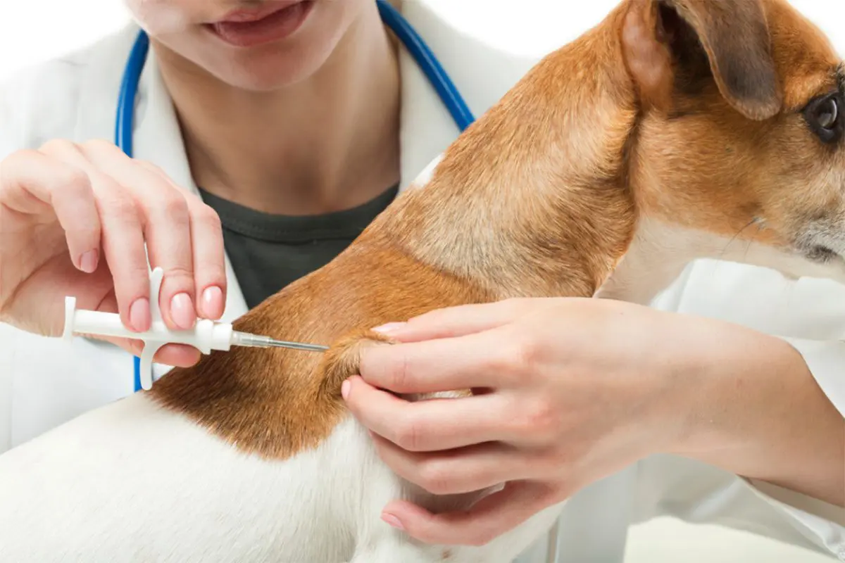 Deputado quer tornar obrigatório chip de identificação em cães e gatos no ES