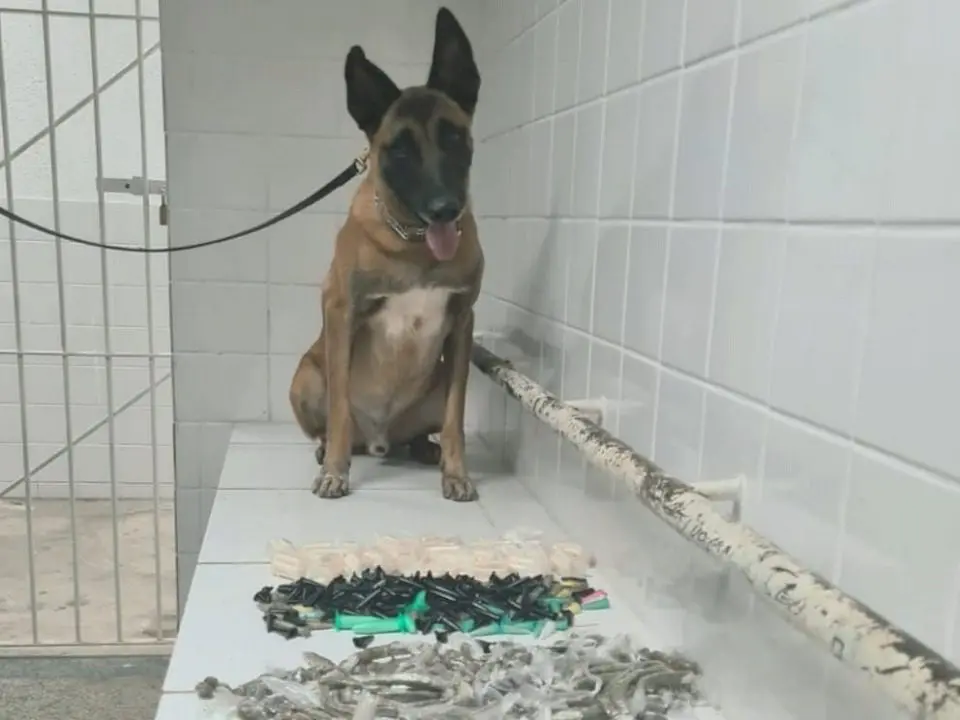 Após denúncia anônima, FT e K9 da PM prende 4 suspeitos por tráfico em Planalto Serrano