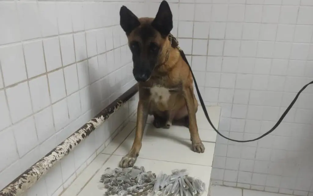 Giro policial: Policia Militar arrocha traficantes com ajuda de cão farejador em Novo Horizonte