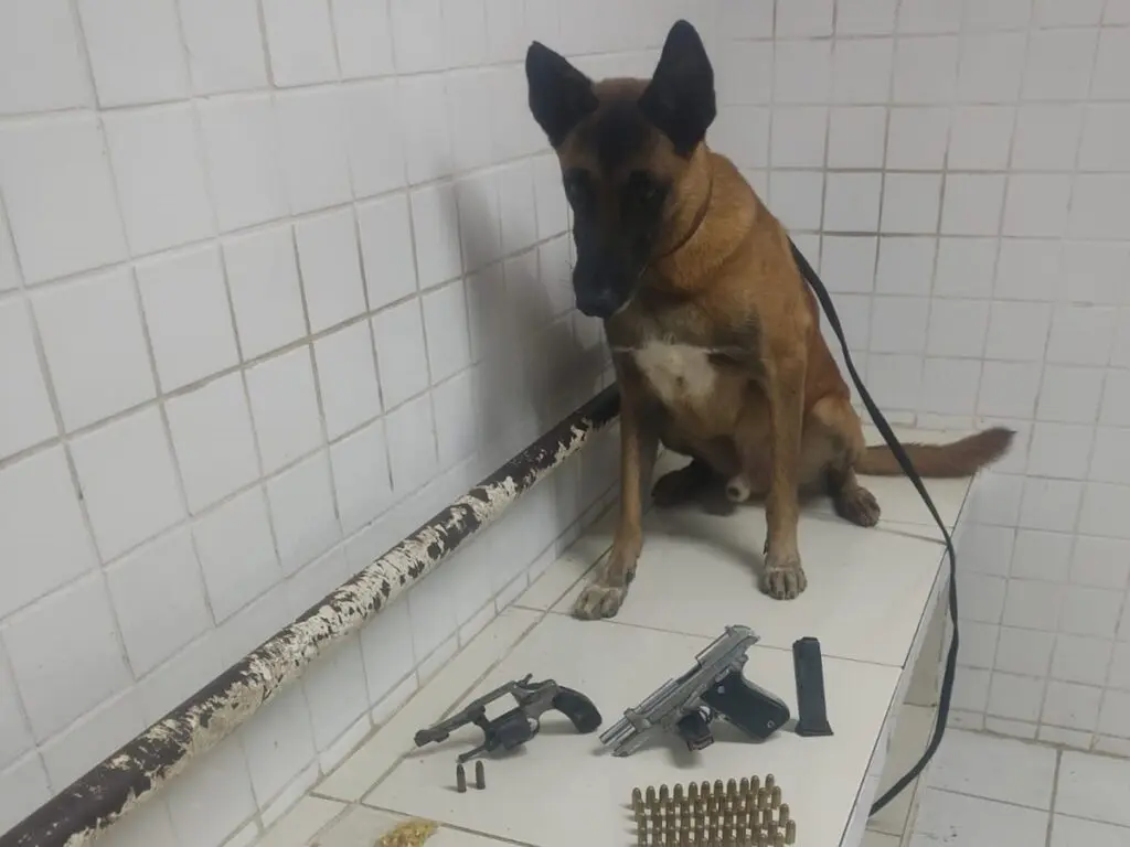 Traficante quase escapa do flagrante, mas não do cão farejador da PM em Planalto Serrano