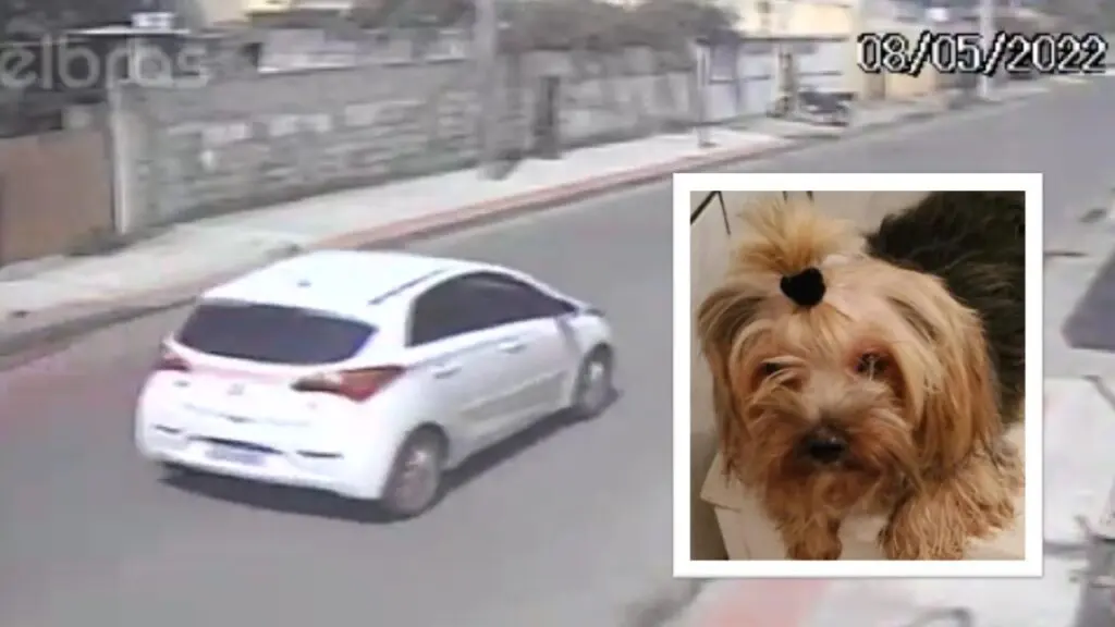 Cão da raça Yorkshire “sequestrado” em frente sua casa em Jacaraípe