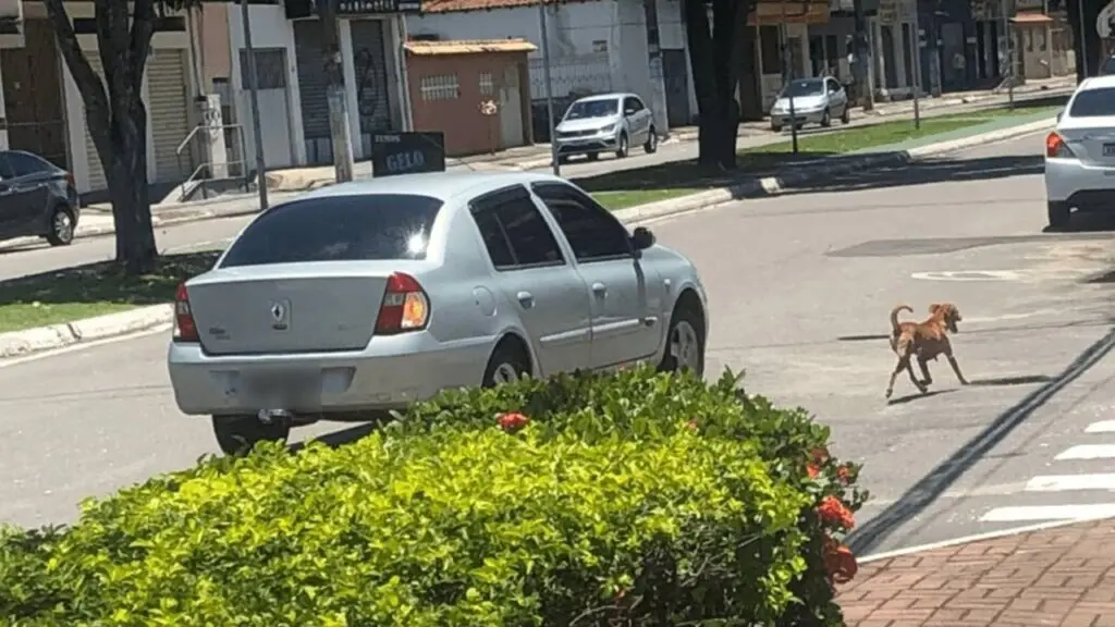 Casal em veículo ‘desiste’ em primeiro momento de abandonar cadela após serem flagrados