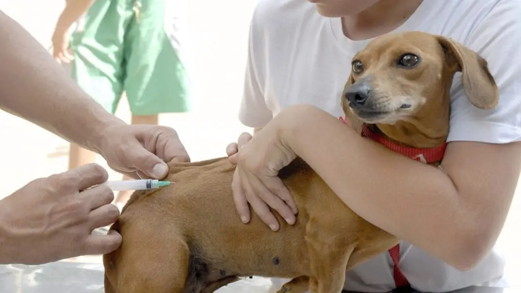 Campanha de Vacinação Antirrábica começa na Serra com agendamento domiciliar; saiba como solicitar