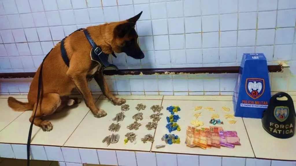 Polícia Militar arrocha distribuidora de bebidas ‘Point dos noiados’ em Hélio Ferraz Cão de faro Apollo da equipe K9 6ºBPM