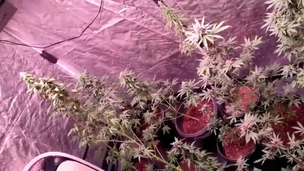 Polícia Militar encontra estufa indoor de alto nível com plantação de erva em Lagoa de Jacaraípe