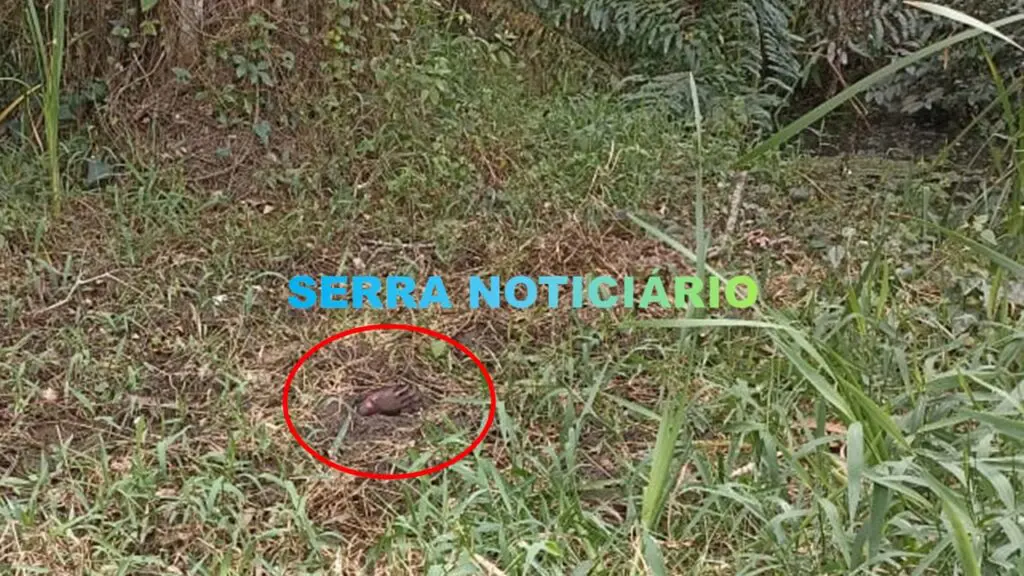 Vídeo: morador durante plantio de mandioca encontra corpo enterrado em Planalto Serrano