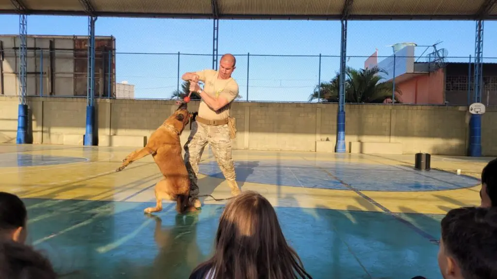 Cão policial Wookie recebe aposentadoria após anos de relevantes serviços prestados na Polícia Civil