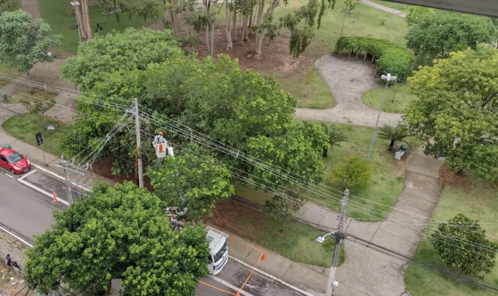 Com a chegada da Primavera EDP reforça cuidados no plantio de árvores para evitar acidentes nas redes elétricas