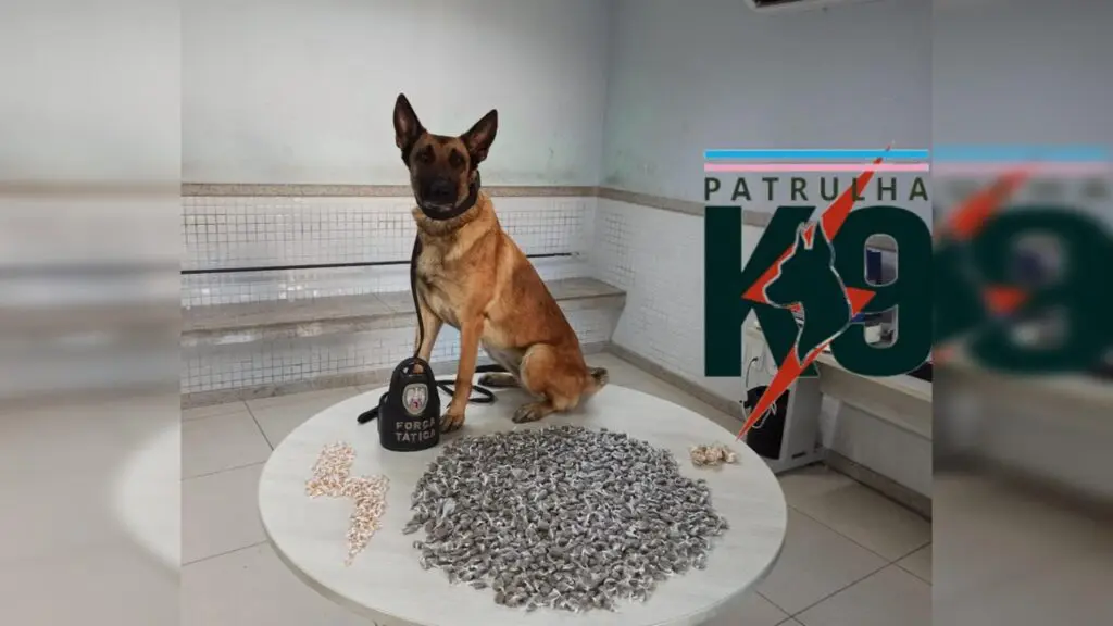 Polícia Militar arrocha biqueira e apreende mais de mil buchas de maconha em Flexal