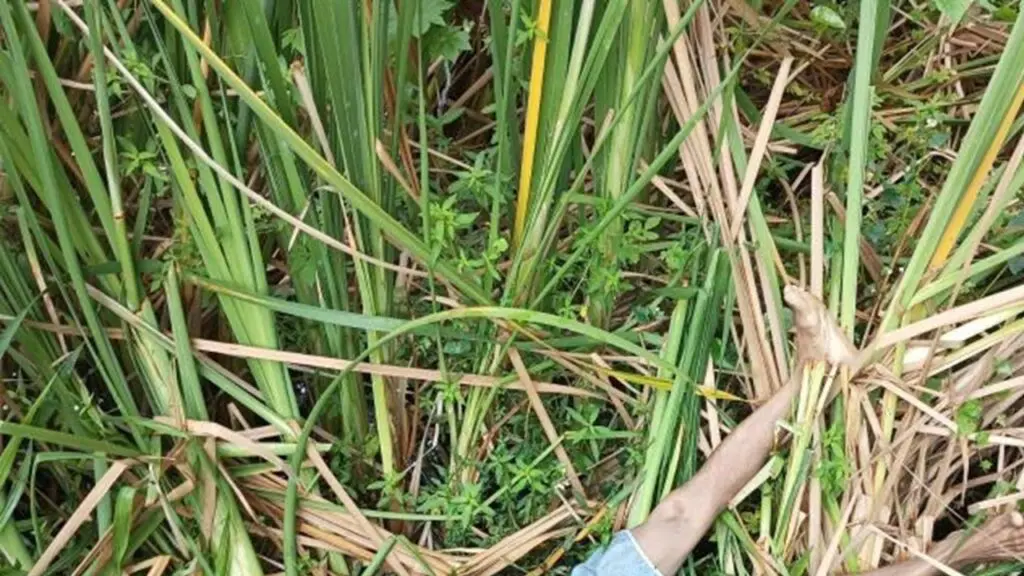 Corpo com marcas de tiros encontrado em matagal próximo ao TIMS na Serra