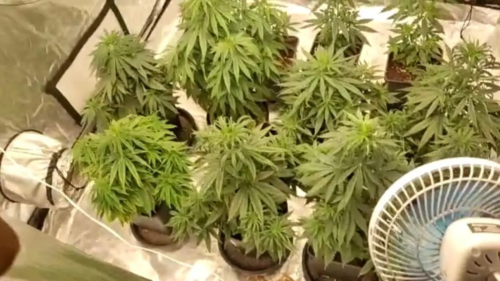 Vídeo: Polícia Civil prende traficante e descobre estufa de maconha padrão “Mr.Green” em Cariacica