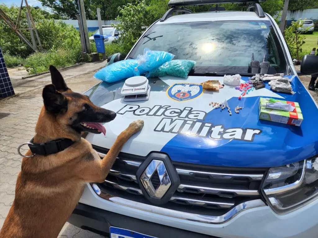 Cão Apollo K9 detona três esconderijos do tráfico na Serra