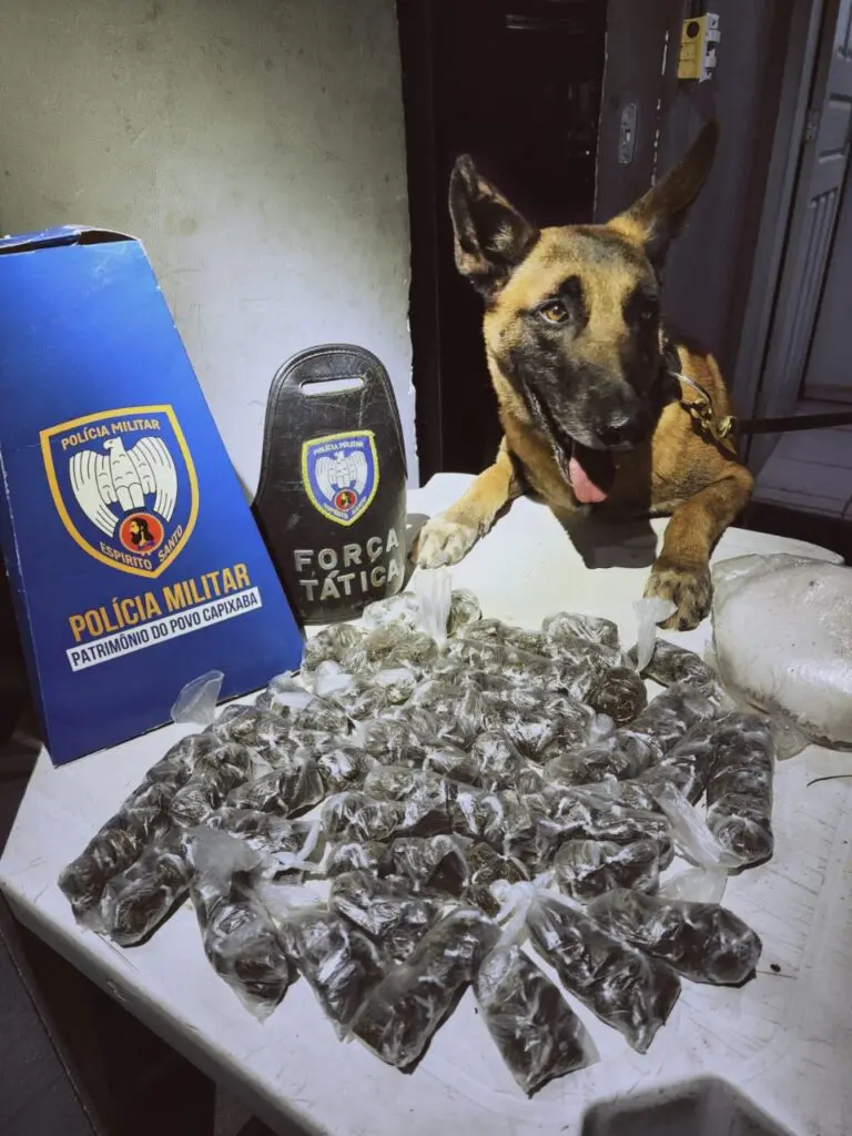 Cão Apollo K9 detona três esconderijos do tráfico na Serra