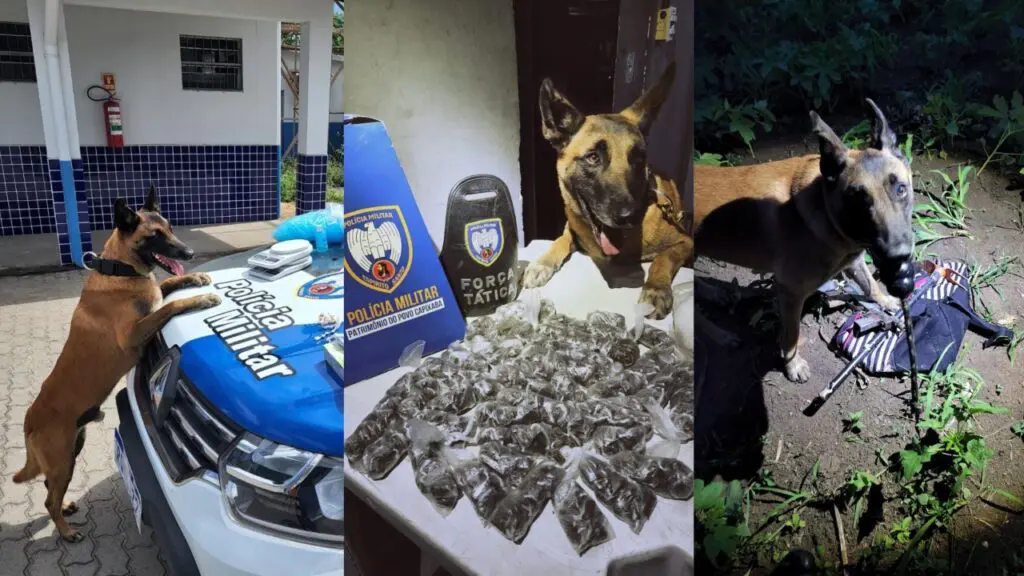 Cão Apollo K9 detona três esconderijos do tráfico na Serra Cão Apollo K9 detona três esconderijos do tráfico na Serra