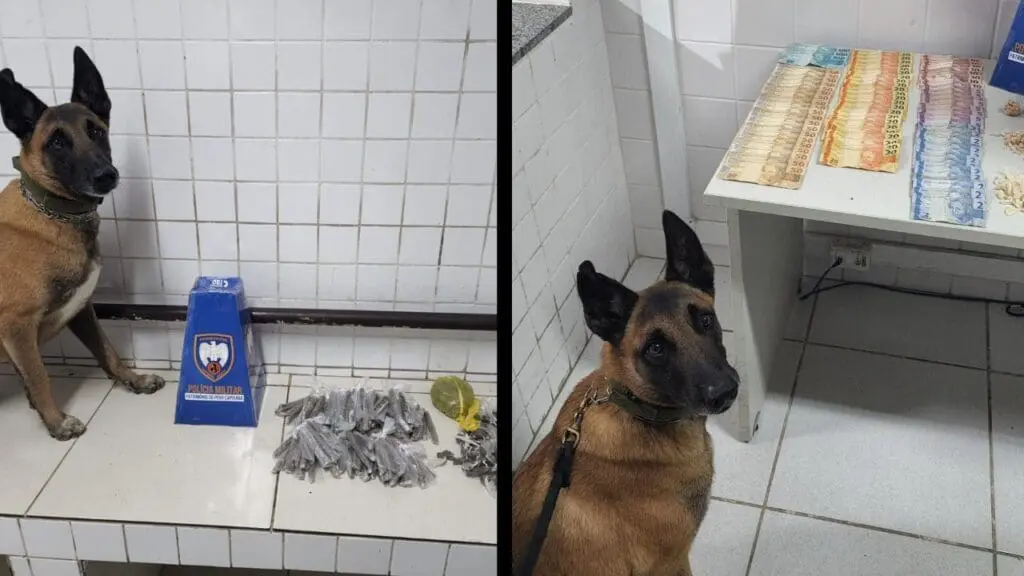 Cão Apollo K9 farejando altas biqueiras em bairros da Serra