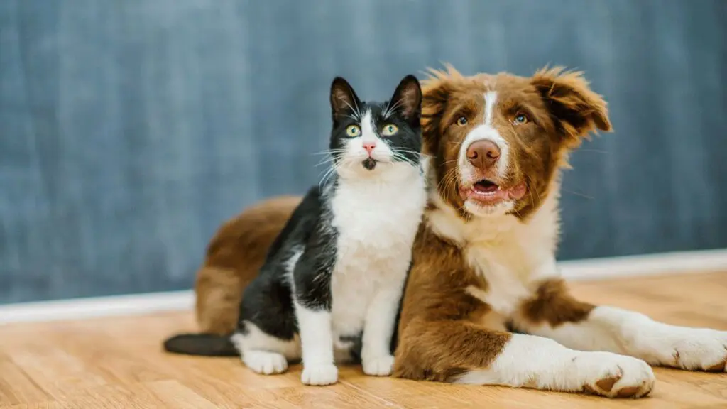 Campanha Anual de Vacinação Antirrábica na Serra