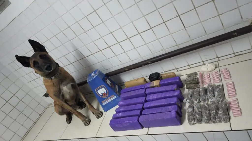 Polícia Militar seca “biqueira” após apreensão de mais de 8 kg de maconha na Serra Cão Apollo posando para fotos com o material apreendido