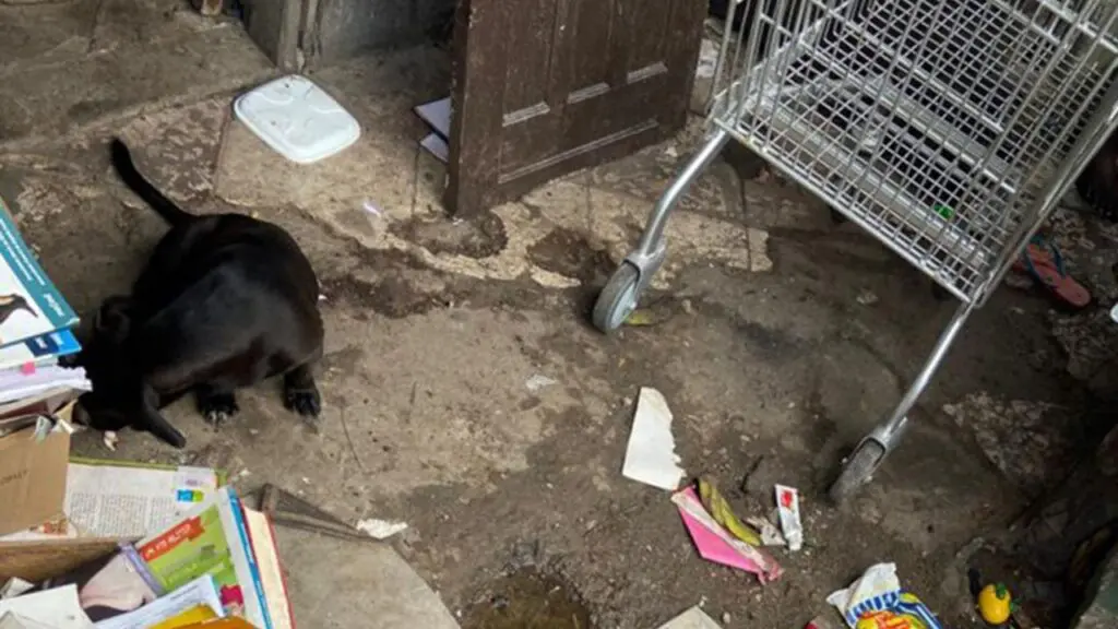Homem é conduzido para delegacia após denúncia por maus-tratos a cachorro em Vitória foto de um local sujo e um cachorro vítima de maus tratos em Vitoria