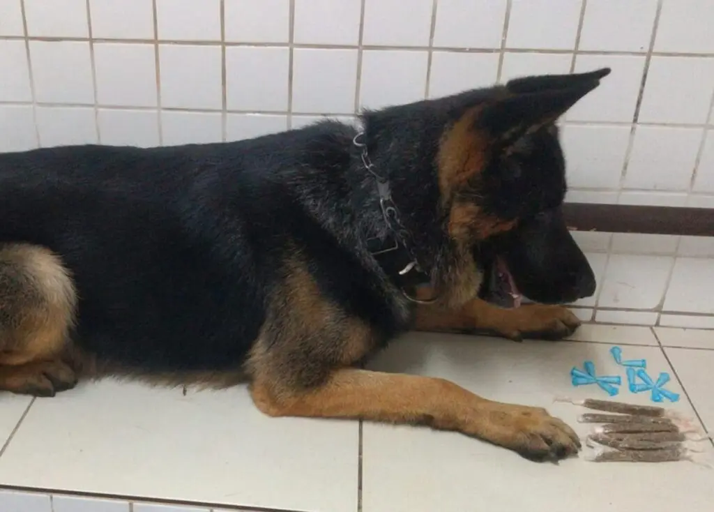 Cão Snop e entorpecentes apreendidos em Eldorado