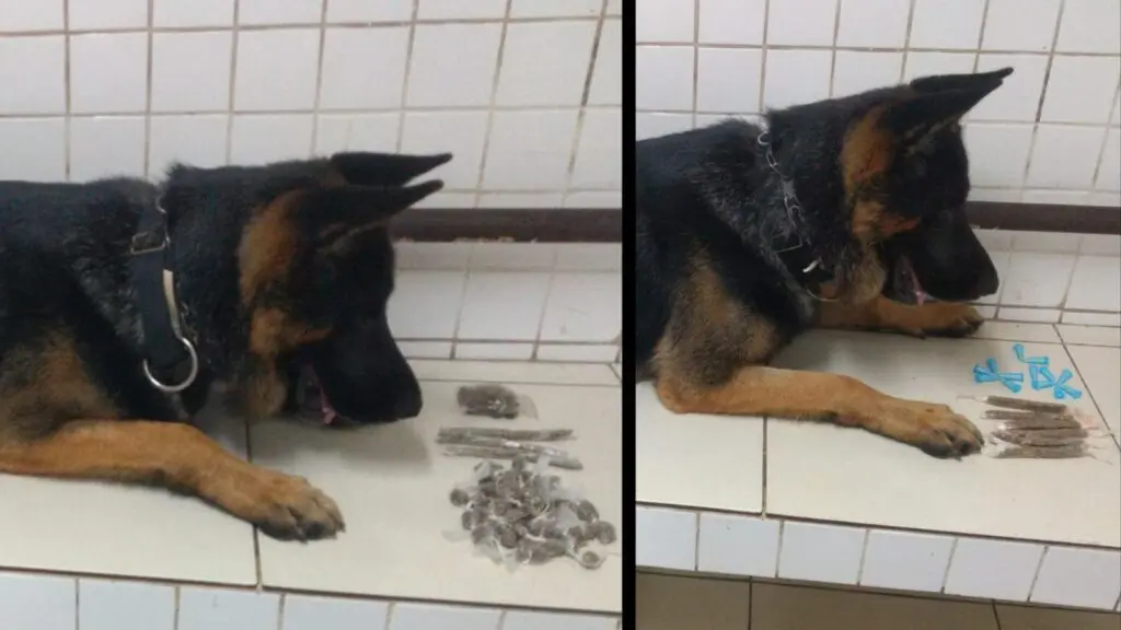 Cão farejador, Snop, e entorpecentes apreendidos na Serra