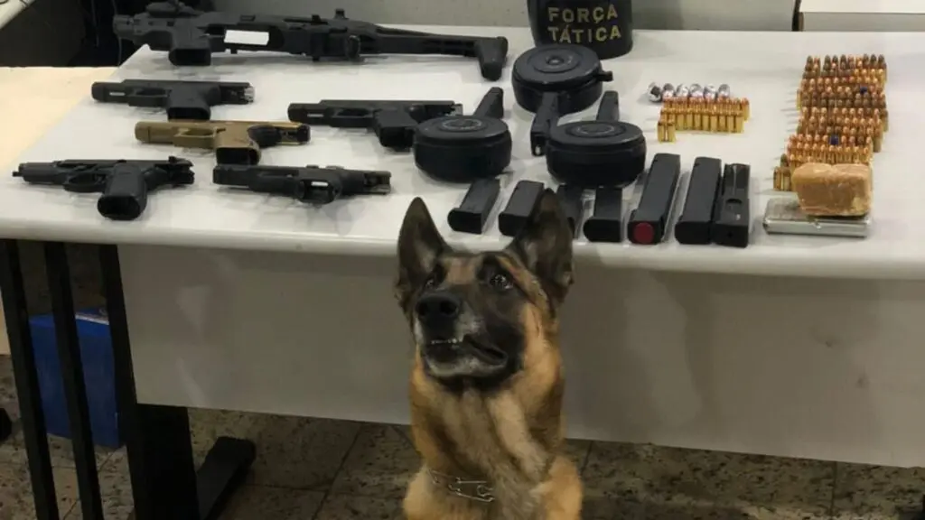 Cão farejador Alpha ao lado de armas apreendidas em Vitória