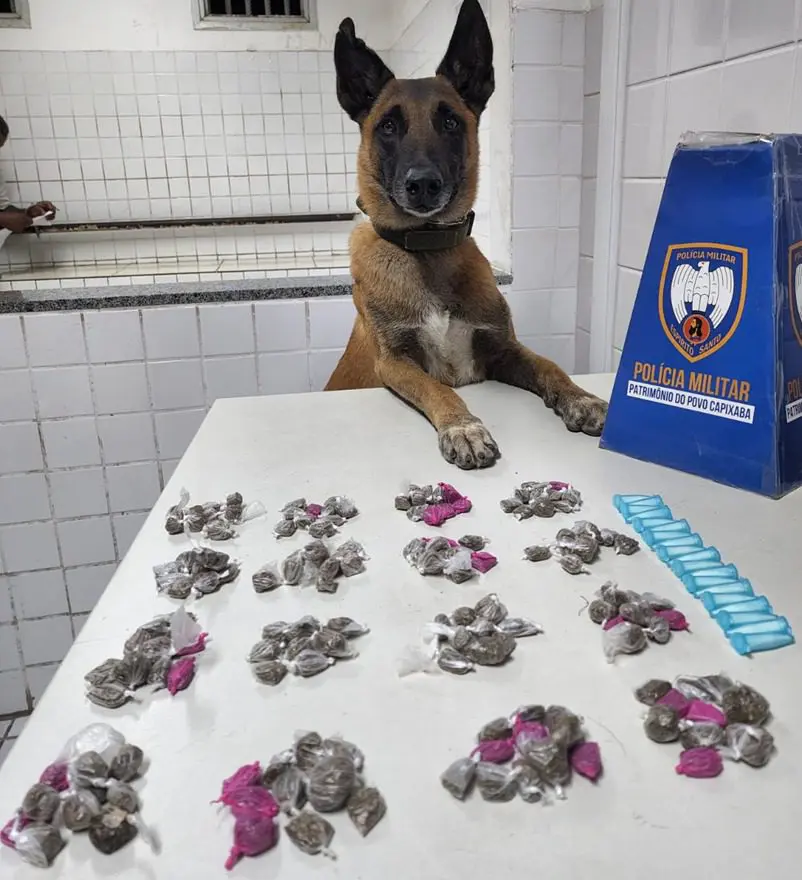 Cão Apollo ao lado dos entorpecentes apreendidos