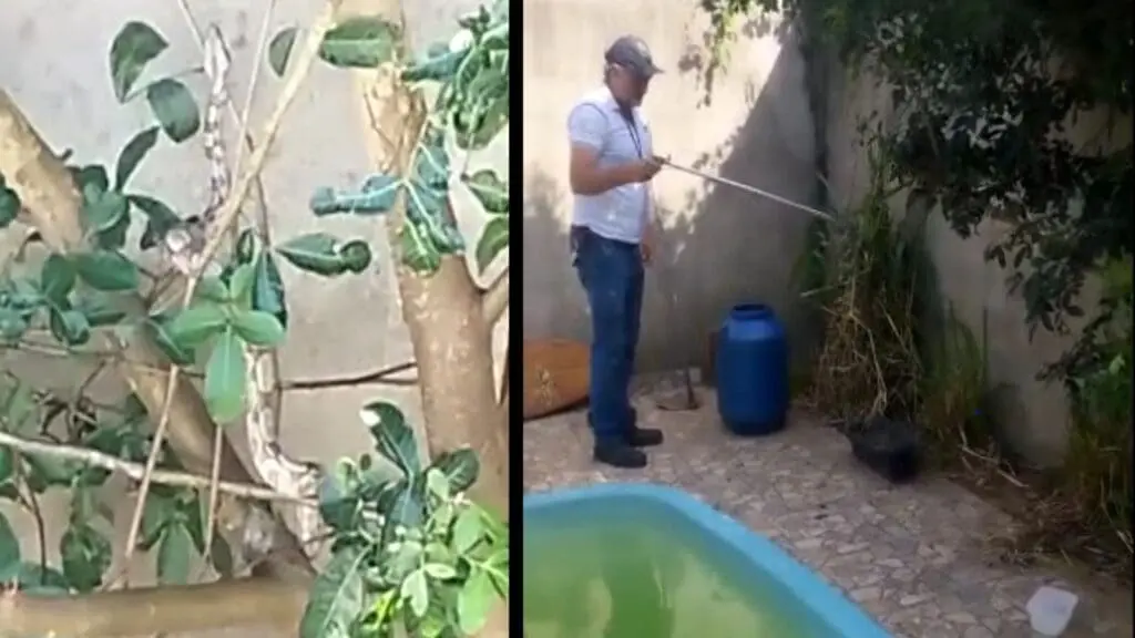 Jiboia nos galhos e homem resgatando animal