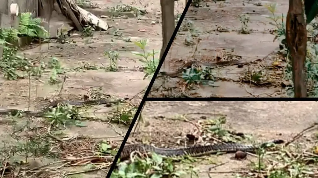 Vídeo: morador flagra serpente passeando no quintal de casa em Porto Canoa Cobra no quintal em Porto Canoa