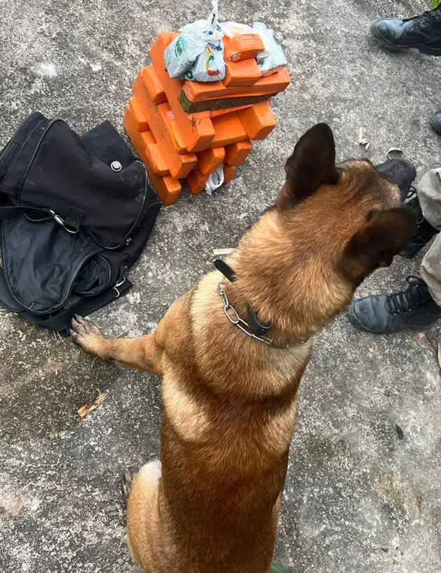 Cão Mutante ao lado dos entorpecentes apreendidos