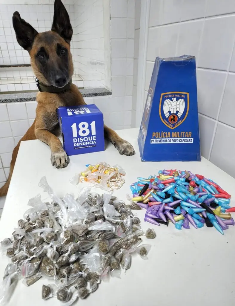 Cão Apollo ao lado de entorpecentes apreendidos em Novo Horizonte