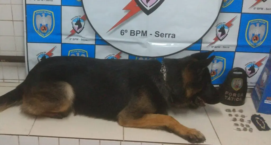 Cão Snop ao lado de entorpecentes apreendidos
