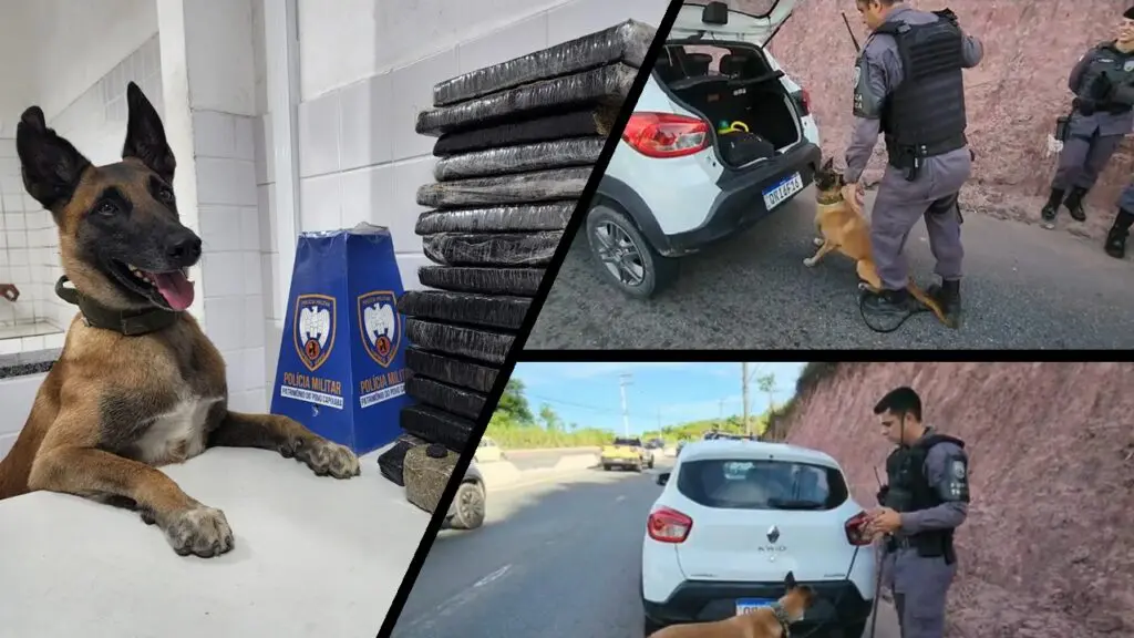 Imagem mostra cão Apollo com maconha apreendida