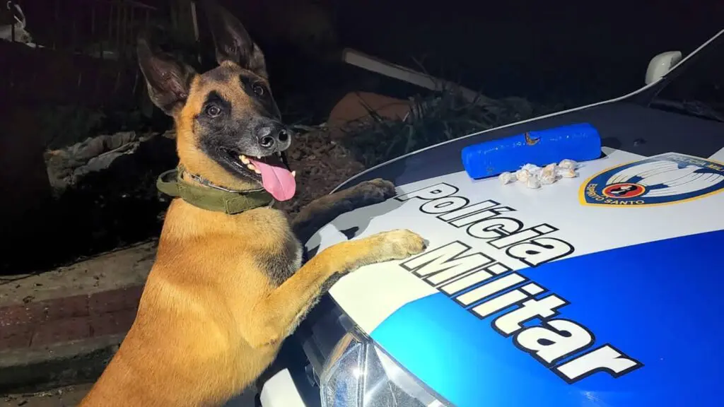 Cão posando no capo da viatura com a droga apreendida
