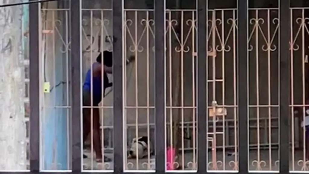Vídeo: mulher é flagrada batendo em Filhote de Pitbull em Cariacica Imagem de uma mulher agredindo um filhote de Pitbull, com uma mangueira enquanto o animal fica abaixado indefeso