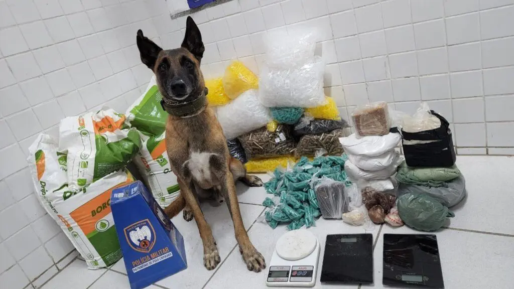 Polícia Militar detona biqueira recheada na Serra após denúncias anônimas Cão farejador Apollo ao lado de 64 quilos de ácido bórico, uma porção de cocaína (peso total de cocaína 2,135g), uma porção de crack (peso total do crack1,280g), 1 tablete de 400 gramas de maconha, além de 2 balanças de precisão e 1275 pinos para embalo de cocaína, que ele encontrou escondidos durante a ocorrência