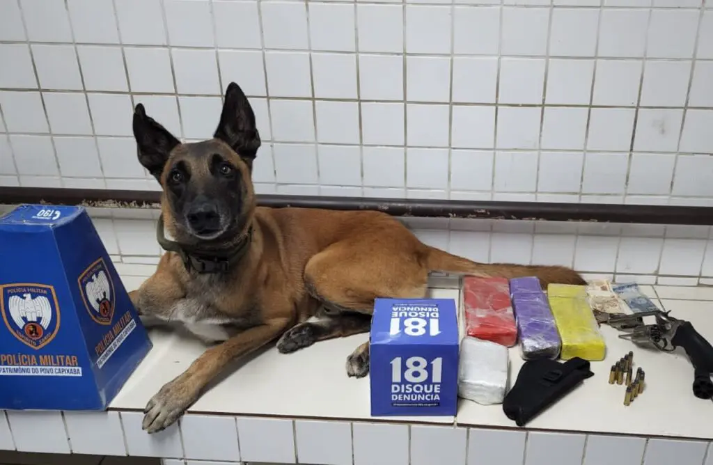 Polícia Militar realiza apreensão de arma e drogas após denúncia anônima na Serra Sobre um banco o cão farejador Apollo ao lado de uma apreensão revólver marca Taurus, calibre .38, com numeração raspada, 13 munições calibre .38, quatro tabletes de maconha, um Jet Loader (equipamento para agilizar o carregamento do revólver), um coldre e R$ 65,10 reais em espécie