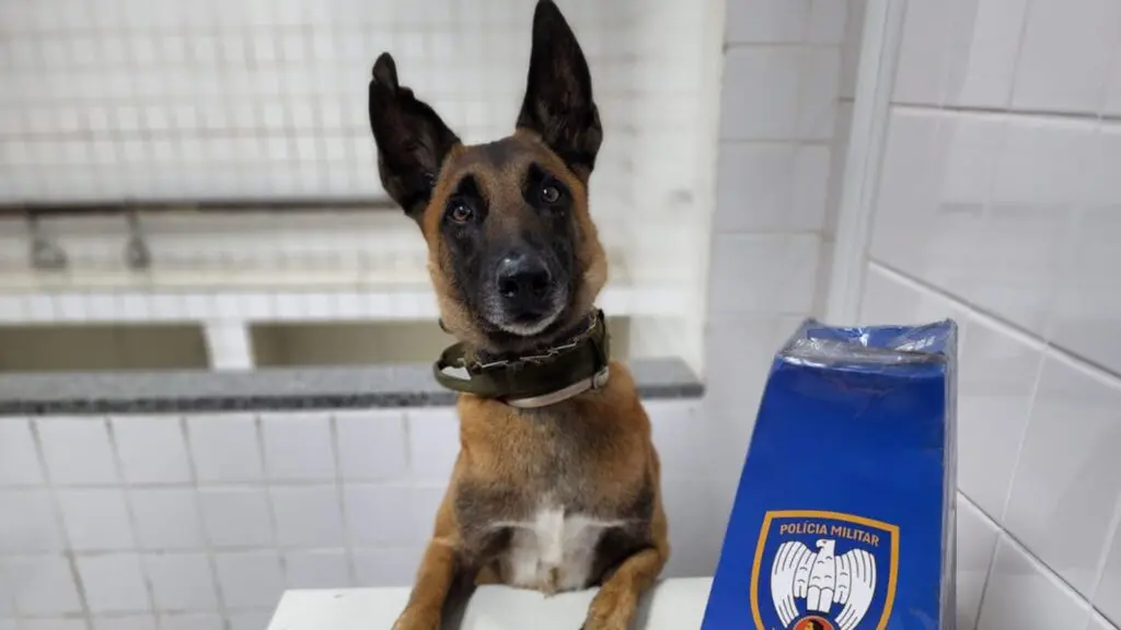 PM e Cão Apollo detonam biqueira recheada de cocaína em Carapina Grande Capa Cão Apollo do Sexto Batalhão da PMES