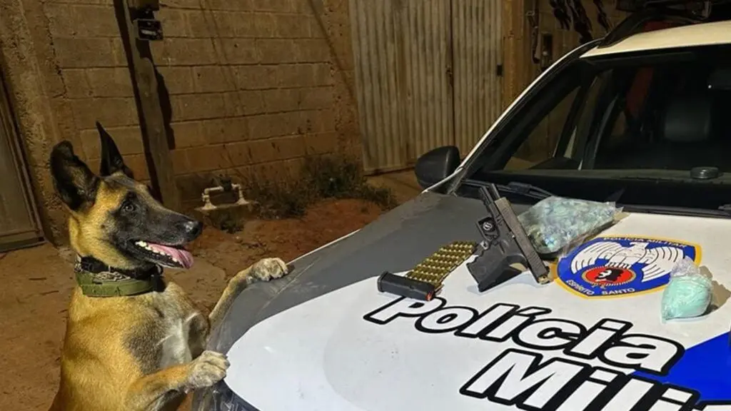 Cão Apollo após arrocha biqueira em Serra Dourada II