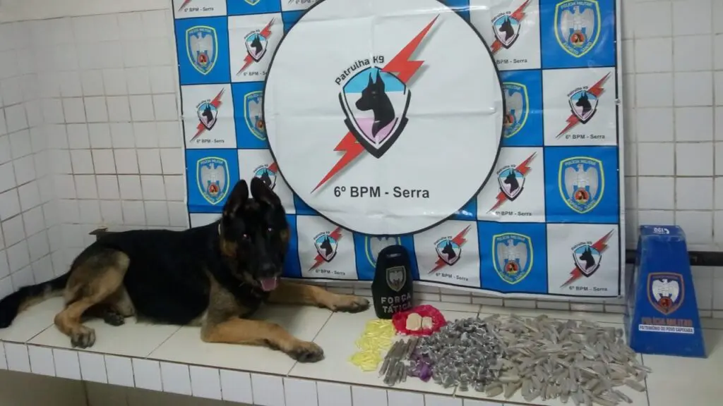 Equipe K9 realiza apreensão expressiva de drogas após arrochar uma biqueira na Serra Foto de um cão da raça pastor alemão, da PM chamado Snoopy ao lado de 503 buchas de maconha, 64 pinos de cocaína, um pino de crack, dois pedaços de crack, um do tamanho aproximado de uma bola de tênis e o outro pedaço um pouco menor. na parede um banner com o símbolo da equipe K9 do 6º Batalhão da Polícia Militar.